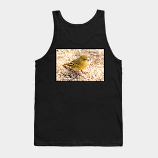 Yellow-fronted Canary, Serengeti National Park, Tanzania Tank Top